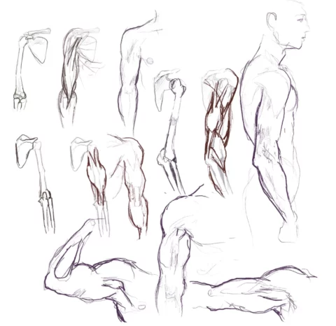 an anatomy study sheet showing arm and shoulder bones, muscle structures, bent and extended arms, and a standing upper-body profile