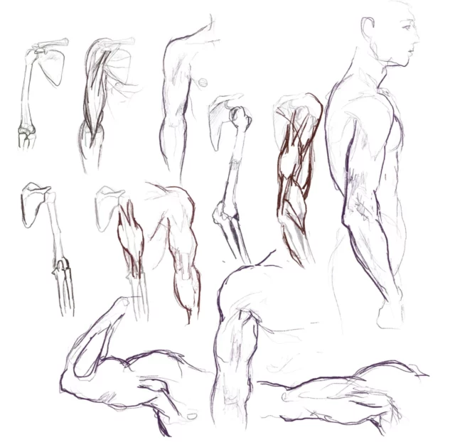 an anatomy study sheet showing arm and shoulder bones, muscle structures, bent and extended arms, and a standing upper-body profile