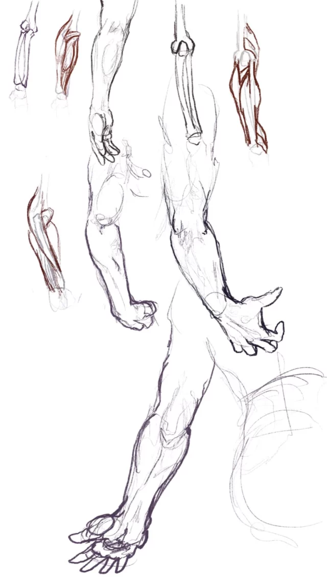 a vertical anatomy study sheet showing forearm bones and muscles, elbows, and arms ending in clenched and open hands from several angles