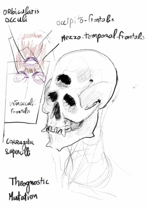 Anatomy study of a three-eyed skull with the facial muscles of the extra eye labelled by hand: orbicularis oculi, occipito-frontalis, corrugator supercilii.